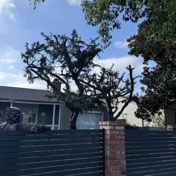 Oasis Tree Service - Trees after - Tree Services Near Me - Los Angeles, California