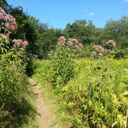 River Point Conservation Area - Follow the path...
