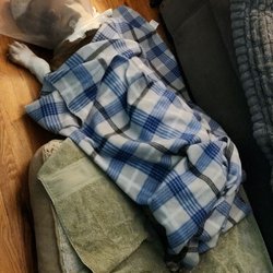 Kenilworth Animal Hospital - Here is Nala post-op recovering.