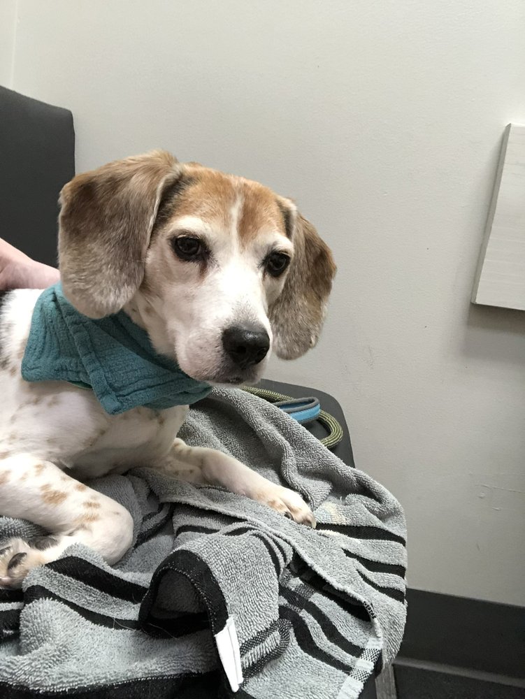 MEBANE PET CLINIC Updated September 2024 24 Photos & 18 Reviews