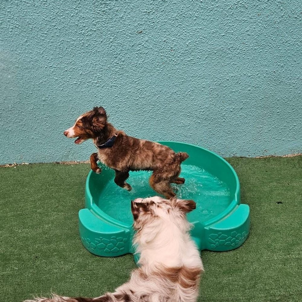 Pet Squire - Pet Boarding Near Me - Miami, Florida Pet Squire - Pet Boarding Near Me - Miami, Florida
