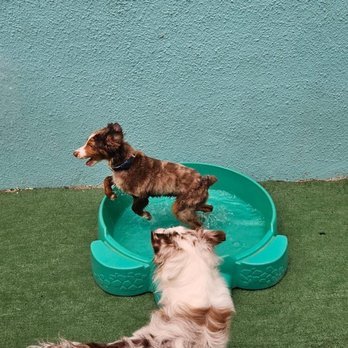 Pet Squire - Pet Boarding Near Me - Miami, Florida Pet Squire - Pet Boarding Near Me - Miami, Florida