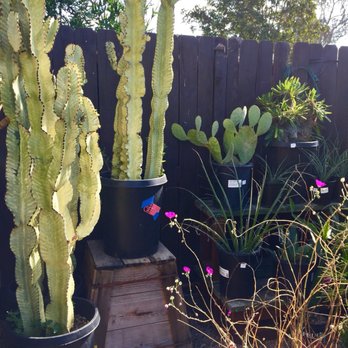 7 Day Nursery - Love these cacti - Nurseries & Gardening Near Me - Santa Barbara, California 7 Day Nursery - Love these cacti - Nurseries & Gardening Near Me - Santa Barbara, California