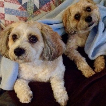 Baypath Humane Society - Animal Shelters Near Me - Hopkinton, Massachusetts
