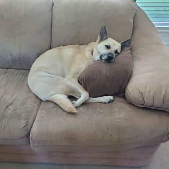 Cuddle Buddies Pet Care - Pet Sitting Near Me - Cypress, Texas