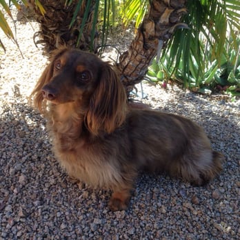 vca mccormick animal hospital