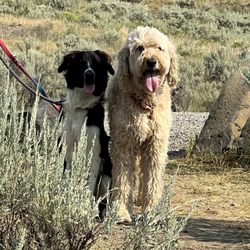 Bark n' Purr Boise