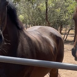Holly Craig Flying X Ranch - Before the weight loss