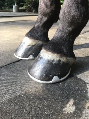 Performance Horseshoeing - Hunter/Jumpers
Show Jumping
Dressage
Icelandic horses
3-day event horses
Any and all performance breeds Performance Horseshoeing - Hunter/Jumpers
Show Jumping
Dressage
Icelandic horses
3-day event horses
Any and all performance breeds