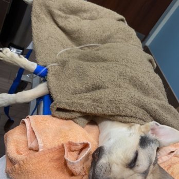 Jay Bees Kennel - Right before she passed away - Pet Sitting Near Me - Spring Valley, California Jay Bees Kennel - Right before she passed away - Pet Sitting Near Me - Spring Valley, California