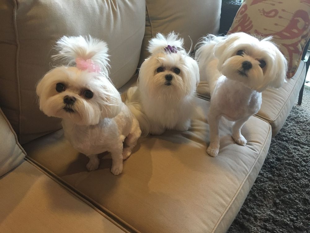 Pine Lakes Animal Hospital Image