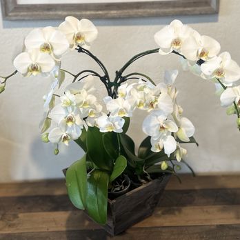 Long Phung Bakery - Orchids Arrangement | ~$85 - Bakeries Near Me - Westminster, California Long Phung Bakery - Orchids Arrangement | ~$85 - Bakeries Near Me - Westminster, California