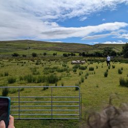 Glen Keen Farm - Herding