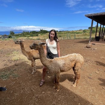 Maui Dragon Fruit Farm - Meeting some of the alpacas - Fruits & Veggies Near Me - Lahaina, Hawaii Maui Dragon Fruit Farm - Meeting some of the alpacas - Fruits & Veggies Near Me - Lahaina, Hawaii