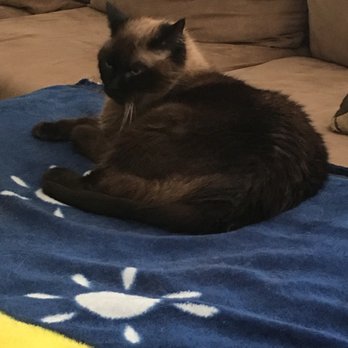Oceanside Veterinary Hospital - Thanks to Oceanside Veterinary Hospital, Sabrina is back to her sassy self.   Thanks again! - Veterinarians Near Me - Oceanside, California