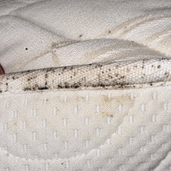Comfort Inn & Suites - Bed bugs!!!