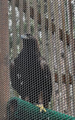 Cascades Raptor Center by null