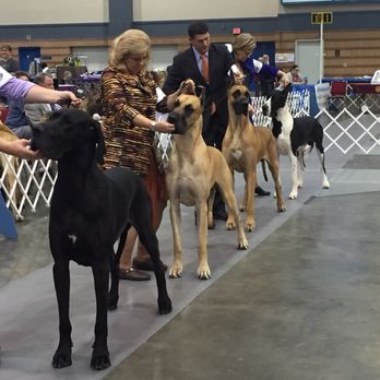 The Pontchartrain Convention & Civic Center - Great Dane specialty at the all breed show - Stadiums & Arenas Near Me - Kenner, Louisiana The Pontchartrain Convention & Civic Center - Great Dane specialty at the all breed show - Stadiums & Arenas Near Me - Kenner, Louisiana