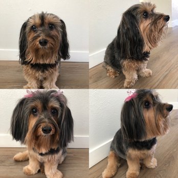 Poochie's Pampered Pet Services - Before & After :) - Pet Groomers Near Me - Farmers Branch, Texas Poochie's Pampered Pet Services - Before & After :) - Pet Groomers Near Me - Farmers Branch, Texas