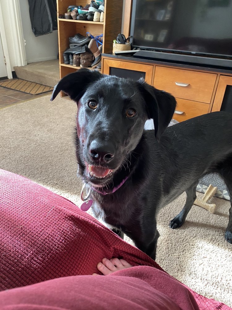 ANIMAL HOUSE VETERINARY HOSPITAL Updated September 2024 10 Photos