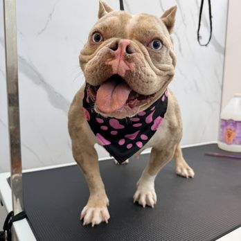 Bubbles Pet Spa - Pet Groomers Near Me - Miami, Florida Bubbles Pet Spa - Pet Groomers Near Me - Miami, Florida