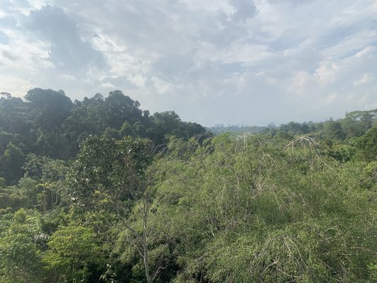 MacRitchie Reservoir by null