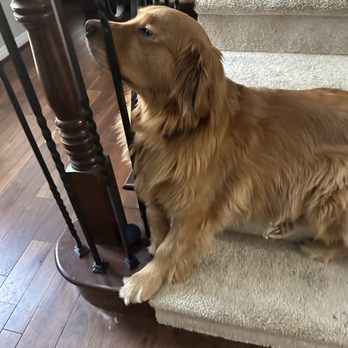 DogSpot - My happy pup! - Pet Training Near Me - Oceanside, California DogSpot - My happy pup! - Pet Training Near Me - Oceanside, California