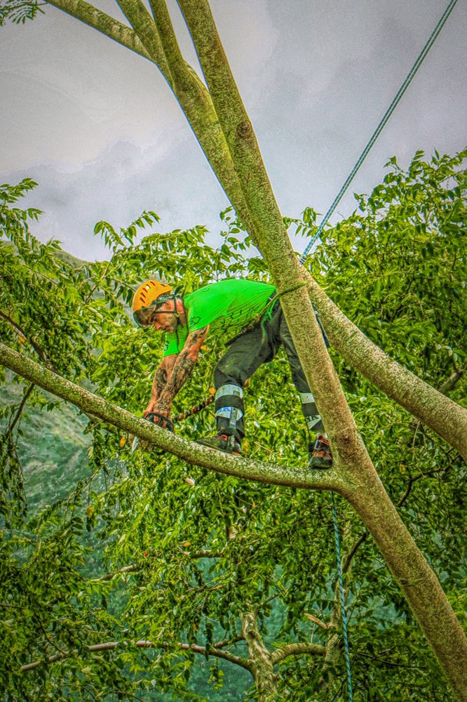 Donahue Arborists - tree service in Honolulu, HI