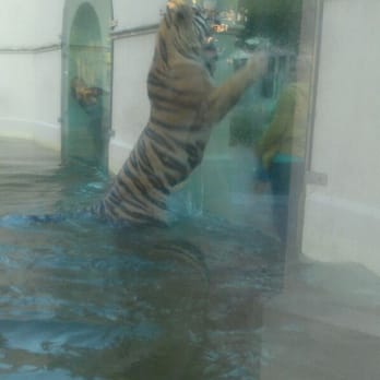 Mike the Tiger Habitat - Local Flavor Near Me - Baton Rouge, Louisiana Mike the Tiger Habitat - Local Flavor Near Me - Baton Rouge, Louisiana