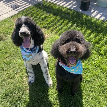 Pup Culture Pet Spaw - Dog photos - Pet Groomers Near Me - Oceanside, California Pup Culture Pet Spaw - Dog photos - Pet Groomers Near Me - Oceanside, California