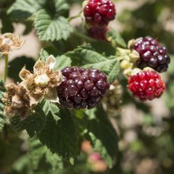 American River Cherry Company - Beautiful and yummy ollalie berries