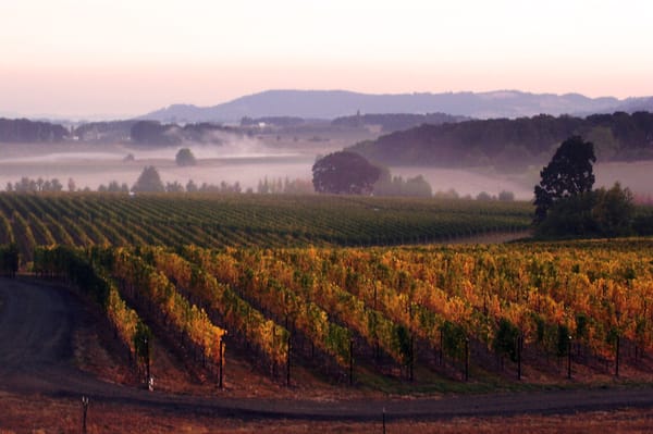 Johan Vineyards by null