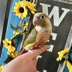 DeeDee's Pet Palace - Conure