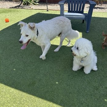 Precious Pet Care - Pet Sitting Near Me - San Diego, California Precious Pet Care - Pet Sitting Near Me - San Diego, California
