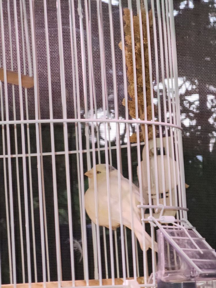 Aquatic Zoo Tropical Fish - reptile breeding in Thousand Oaks, CA