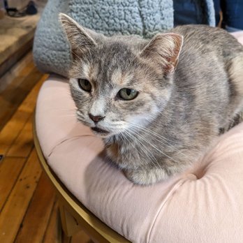 The Tipsy Tabby - a cat sitting on a chair - Desserts Near Me - Newmarket, New Hampshire The Tipsy Tabby - a cat sitting on a chair - Desserts Near Me - Newmarket, New Hampshire