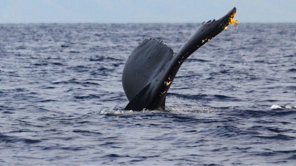 Hawaii Ocean Rafting Whale Watch and Snorkel by null