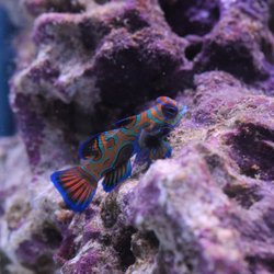 Reef Systems Coral Farm - Mandarin Goby
