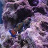 Reef Systems Coral Farm gift card