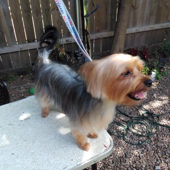 Keep It Cute Grooming - Yorkie Groom - Pet Groomers Near Me