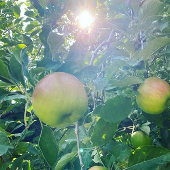 Riamede Farm - Apples hanging on a tree with sunlight in the background - Pick Your Own Farms Near Me - Chester, New Jersey Riamede Farm - Apples hanging on a tree with sunlight in the background - Pick Your Own Farms Near Me - Chester, New Jersey