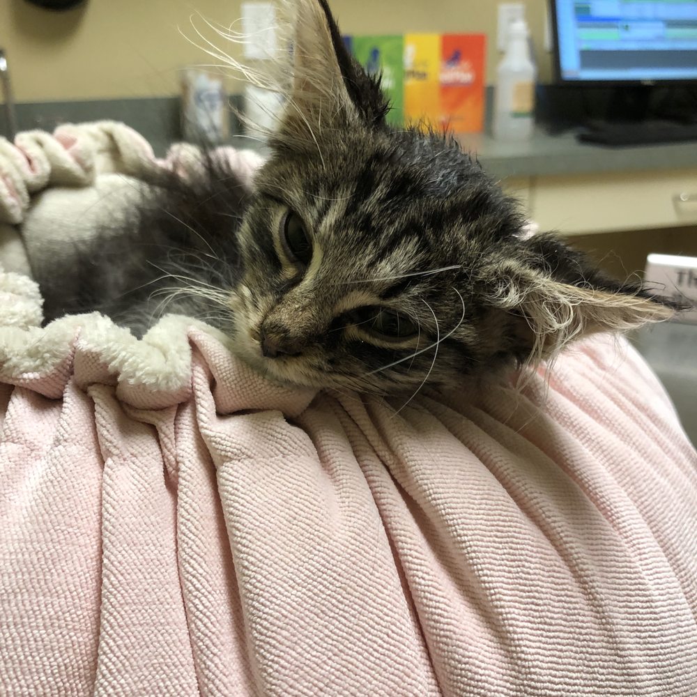 SPCA Cincinnati - Animal Shelters Near Me - Cincinnati, Ohio SPCA Cincinnati - Animal Shelters Near Me - Cincinnati, Ohio