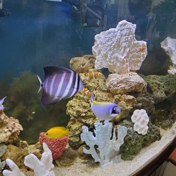 Pot Pie Paradise - Fish tank - Sandwiches Near Me - Hayward, California