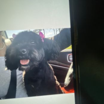 Chaneke's dog grooming - After - Pet Groomers Near Me - Houston , Texas Chaneke's dog grooming - After - Pet Groomers Near Me - Houston , Texas