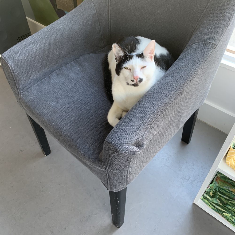 Cat Town - Animal Shelters Near Me - Oakland, California Cat Town - Animal Shelters Near Me - Oakland, California