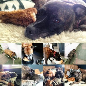 Russells Animal Adventures - House Sitting - Dog Walkers Near Me - Brighton, BNH Russells Animal Adventures - House Sitting - Dog Walkers Near Me - Brighton, BNH