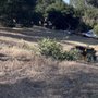Mow Bro California