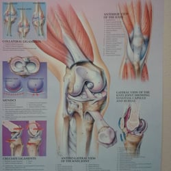 El Paso Orthopaedic Surgery Group - NOT the only source of information about knees in this professionally staffed orthopedic suite.