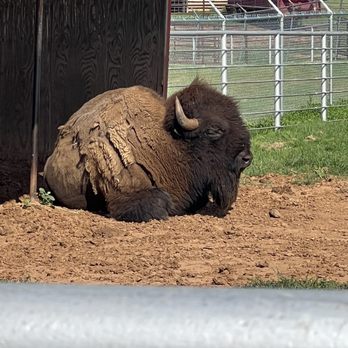 Cherokee Trading Post - Buffalo at Cherokee Trading Post - Souvenir Shops Near Me - Calumet, Oklahoma