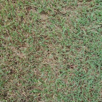 Weed Man - Shows NO application was given on grass. - Pest Control Near Me - Roswell, Georgia Weed Man - Shows NO application was given on grass. - Pest Control Near Me - Roswell, Georgia
